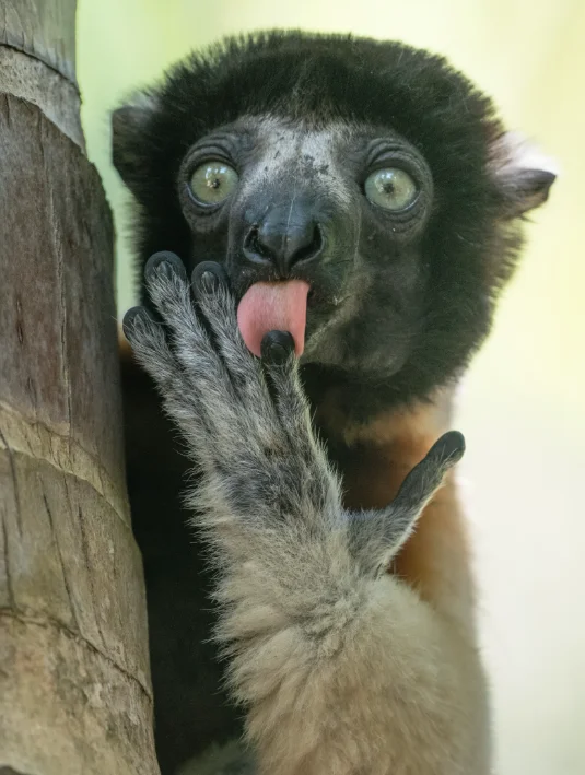 thumbnail image article