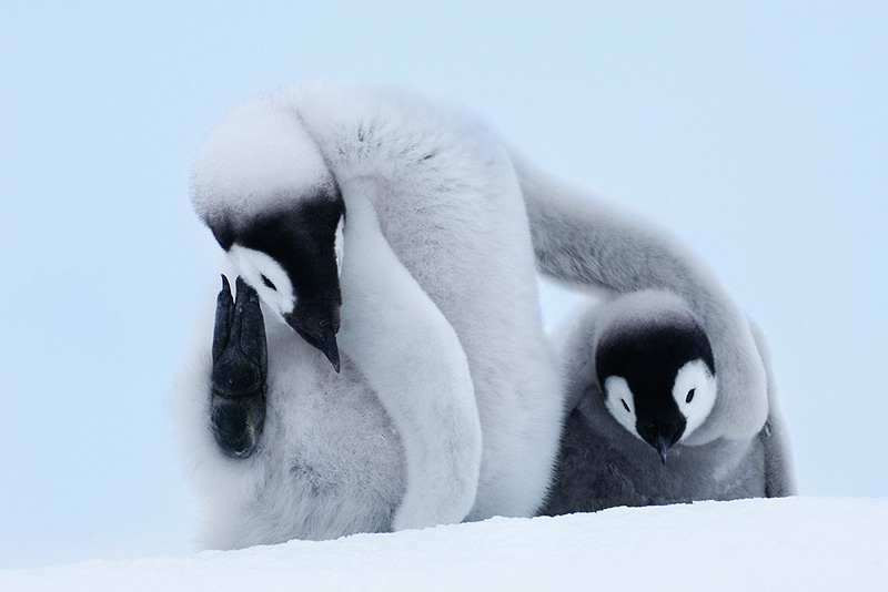 Twee jonge keizerpinguïns op de sneeuw, foto van Dos Winkel.