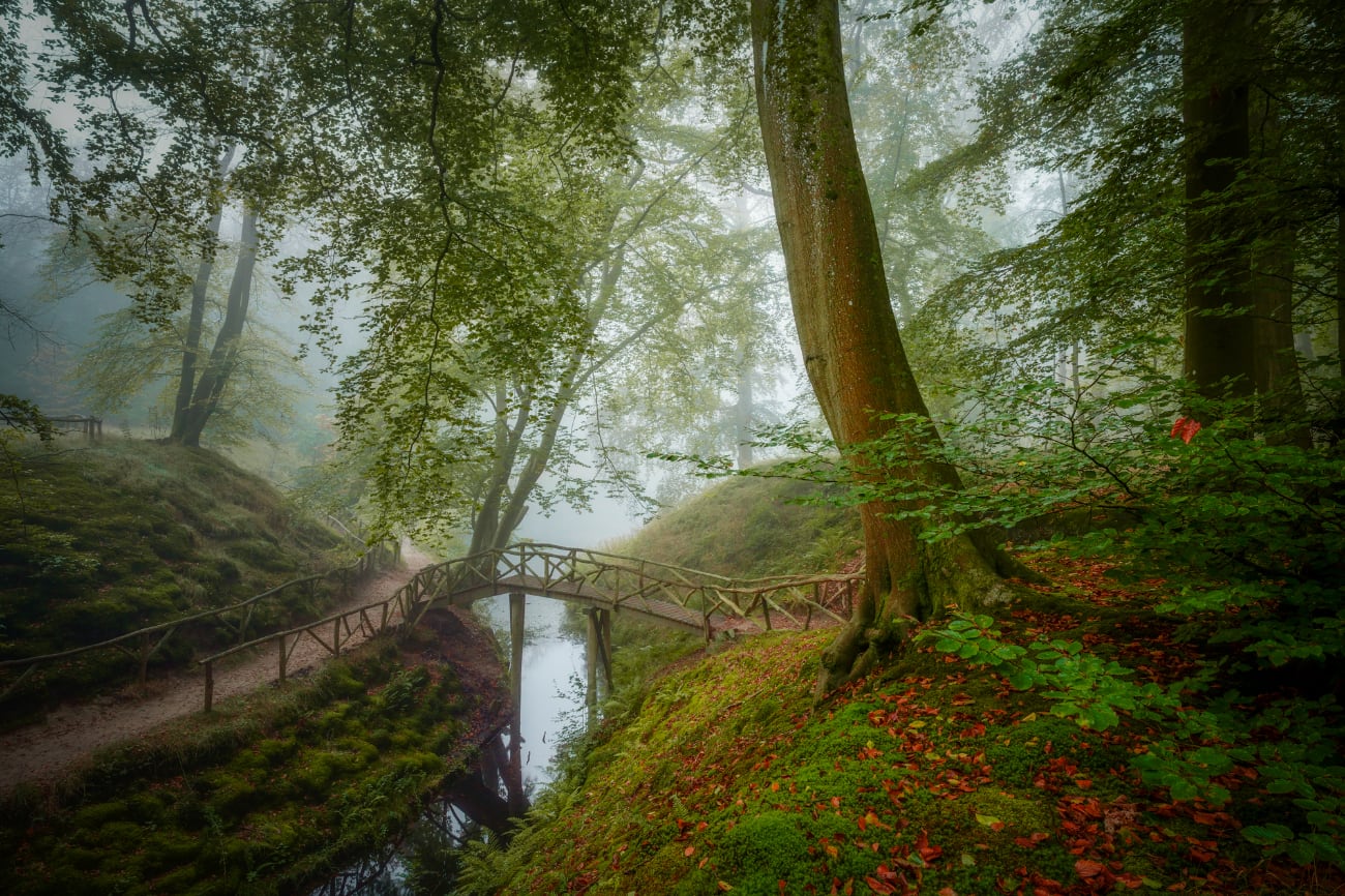 Albert Dros boslandschap met Sony a7 IV