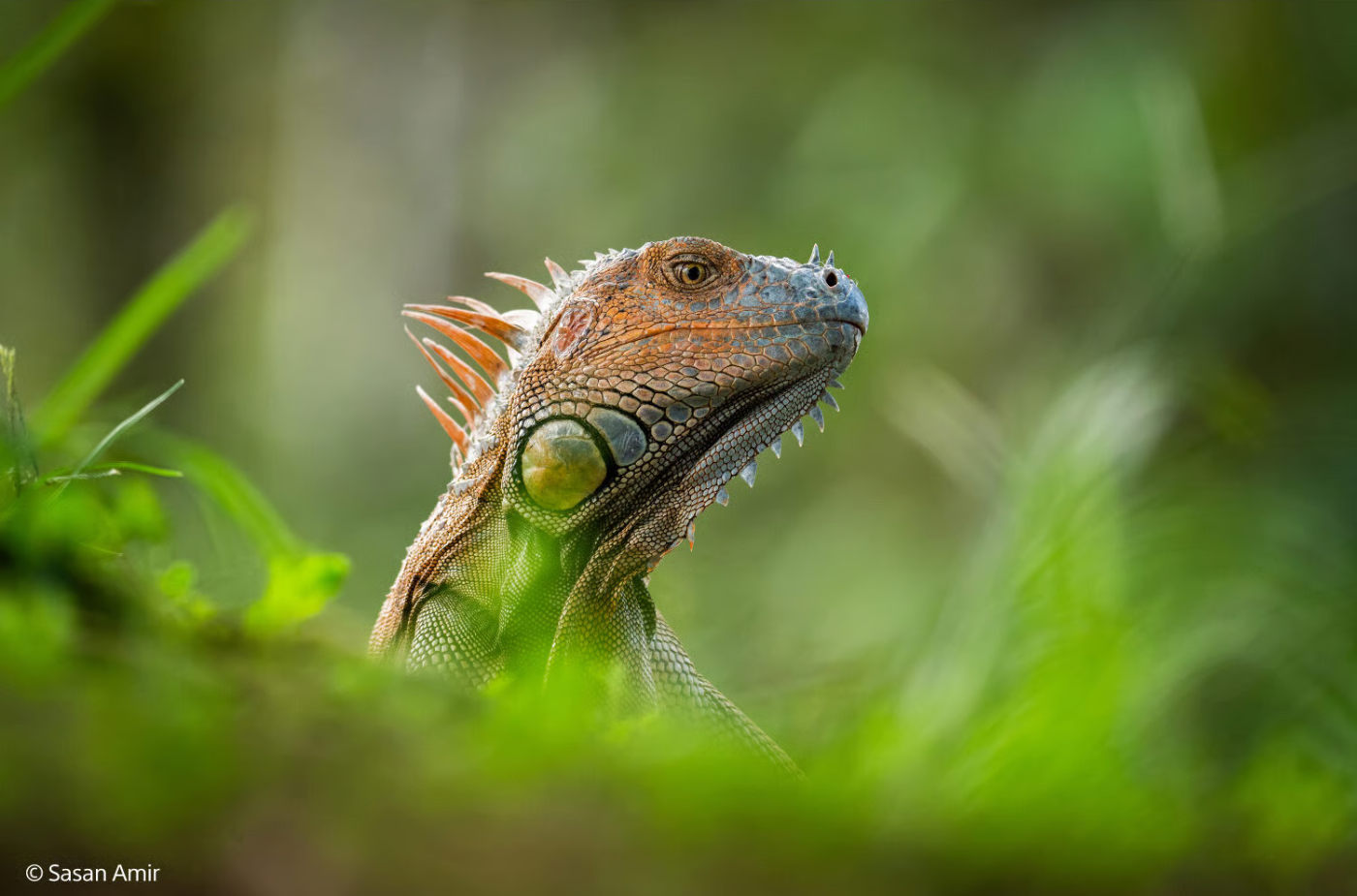 Close-up van een leguaan in natuurlijke omgeving, gefotografeerd met de Sony FE 400–800mm F6.3–8 G OSS, met zachte achtergrondonscherpte.