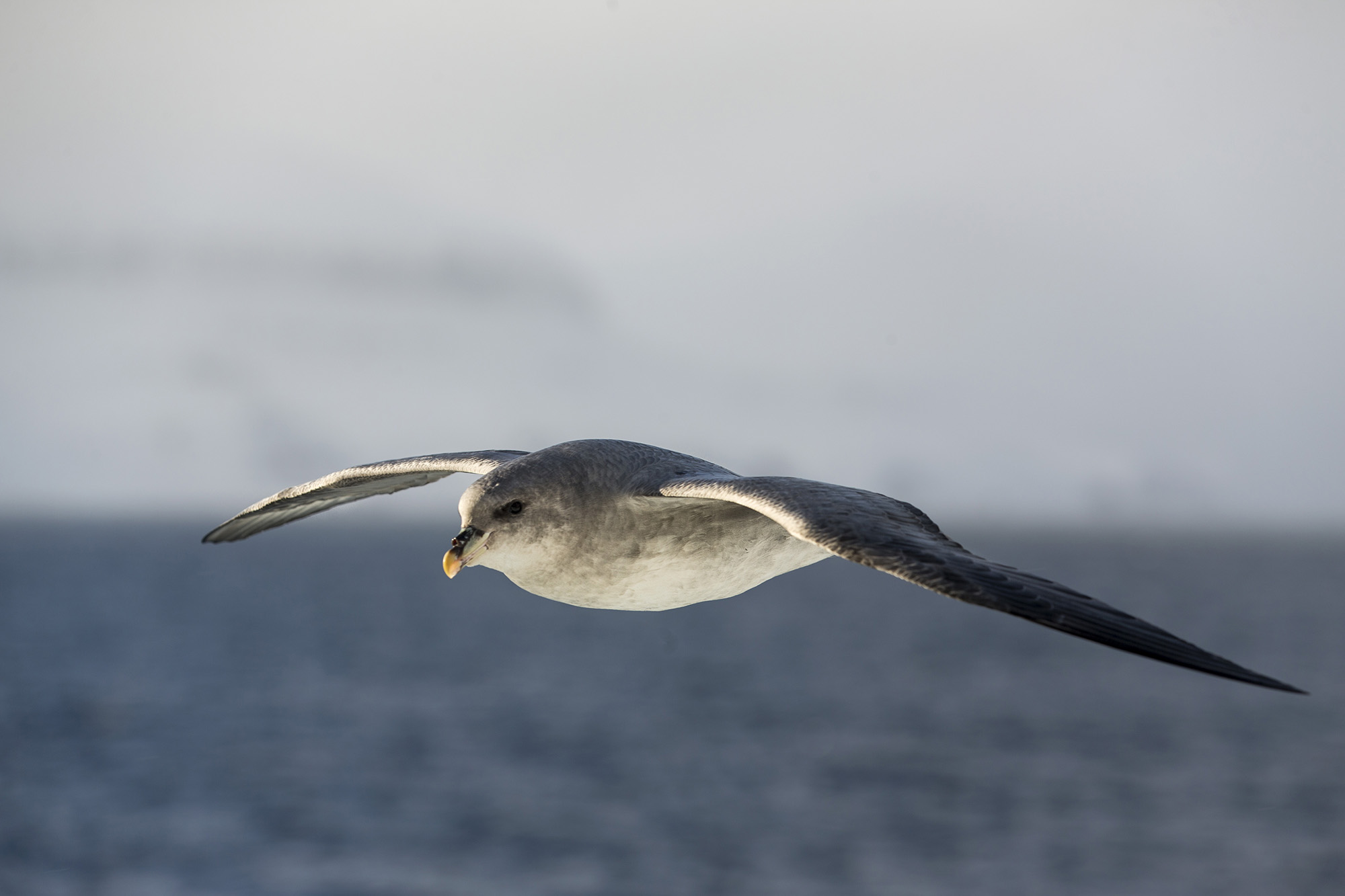 foto van een vogel die met gespreide vleugels boven water vliegt
