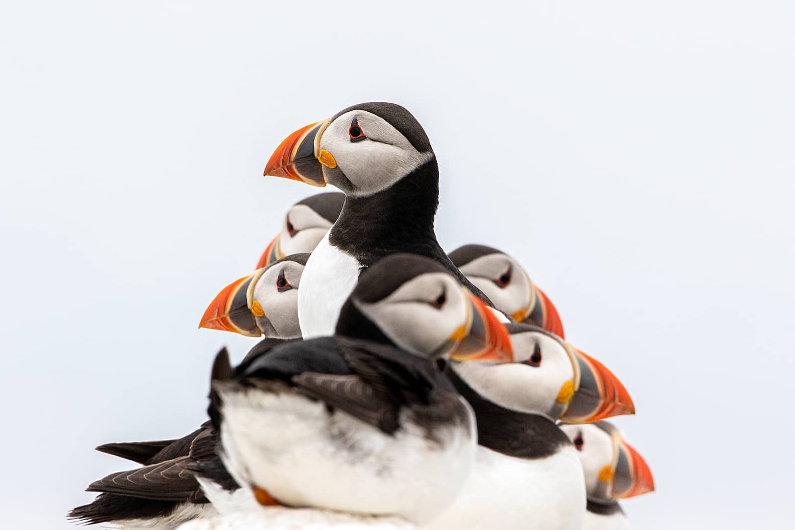 foto: © Hans Stel - Clowns in the Mist, papegaaiduikers