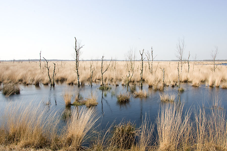 foto van waterpartij met riet