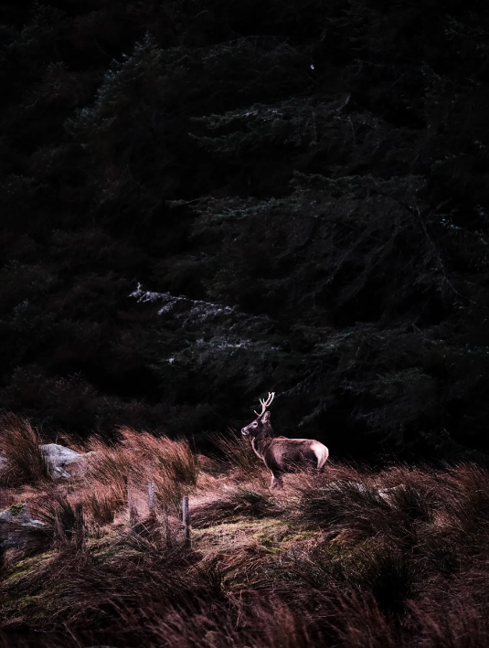 thumbnail image article