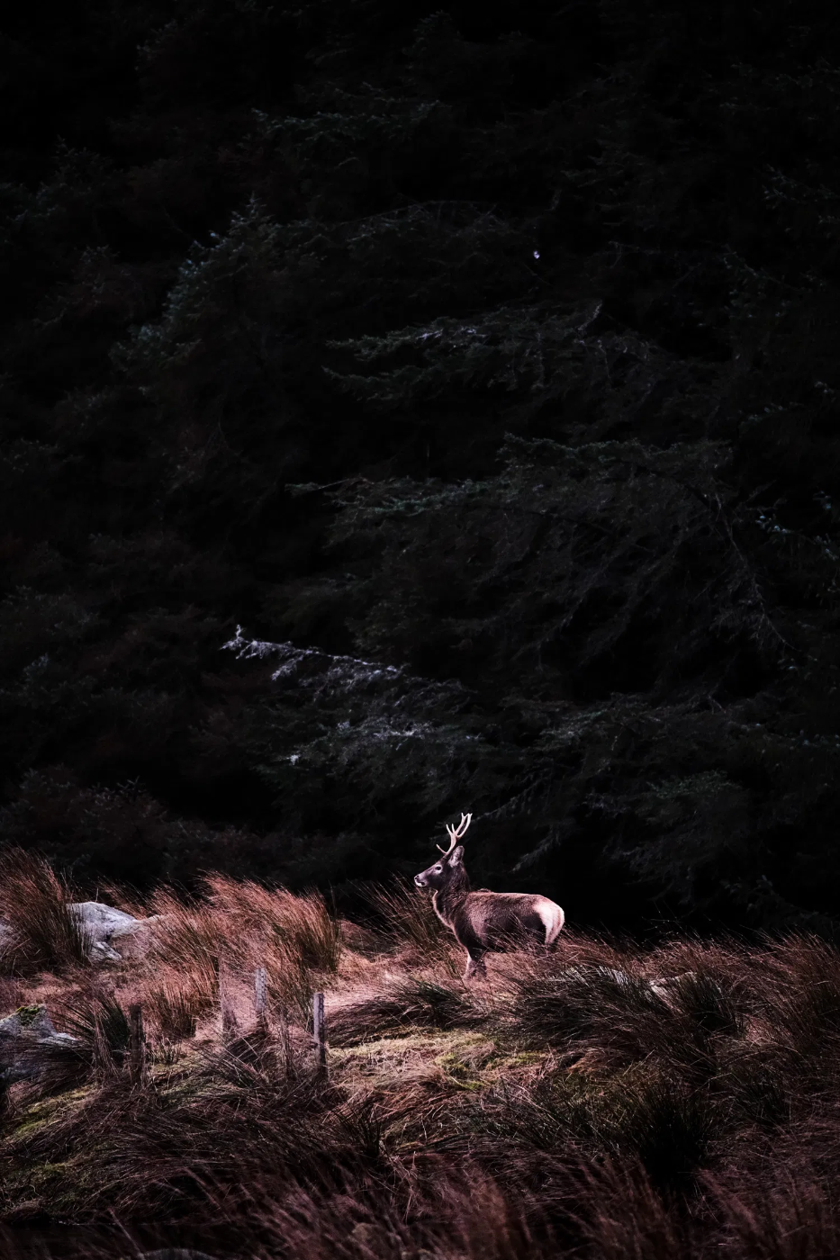 Nachtopname bij weinig licht van een hert in een ruig landschap, vastgelegd met beperkte verlichting waarbij textuur, sfeer en contrast behouden blijven