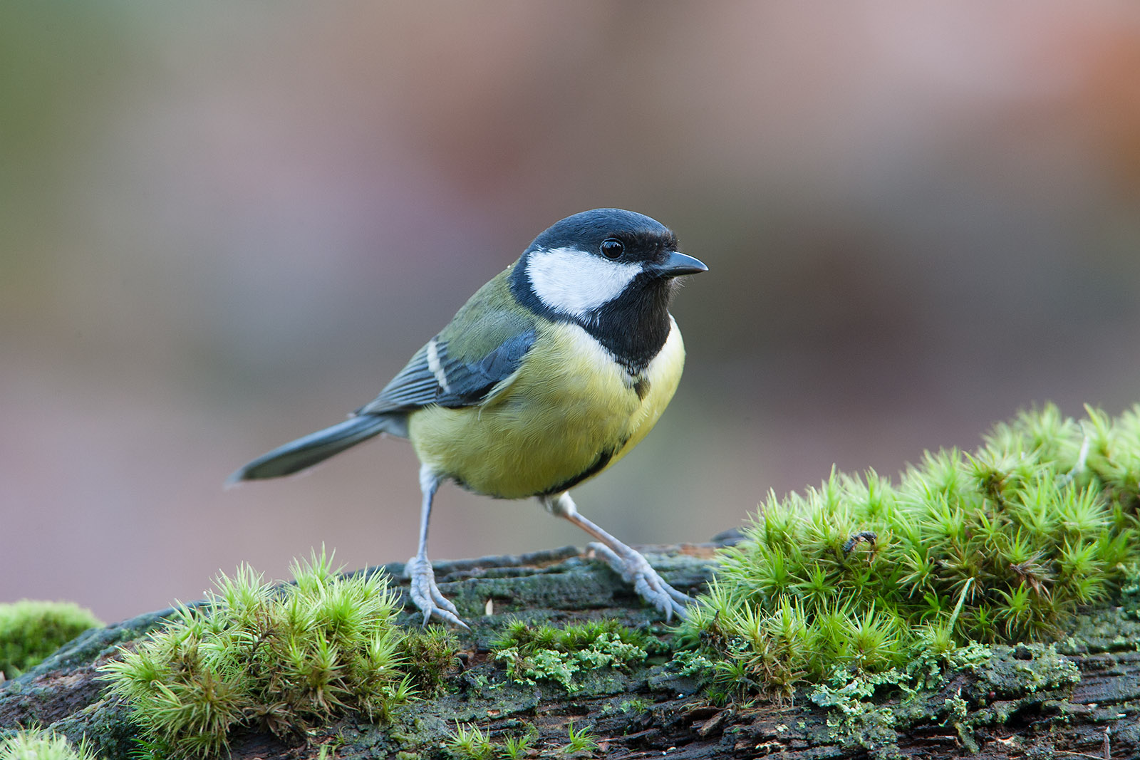 foto: Jan Duker | Koolmees op tak met mos