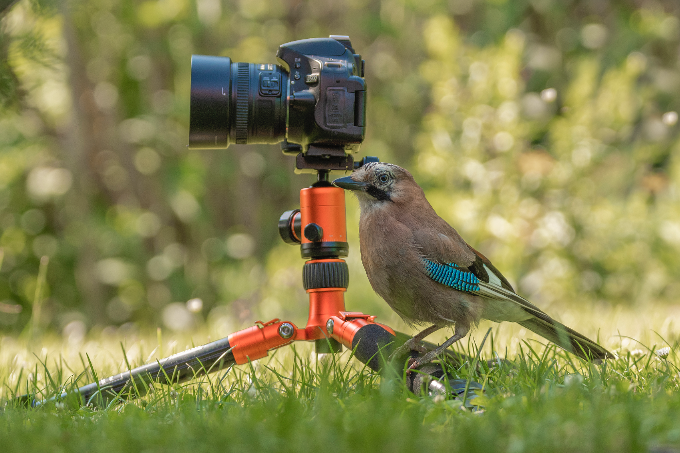 Gaai met blauwgevleugelde veren zit naast een camera op statief in een groene tuin, alsof hij zelf fotografeert.