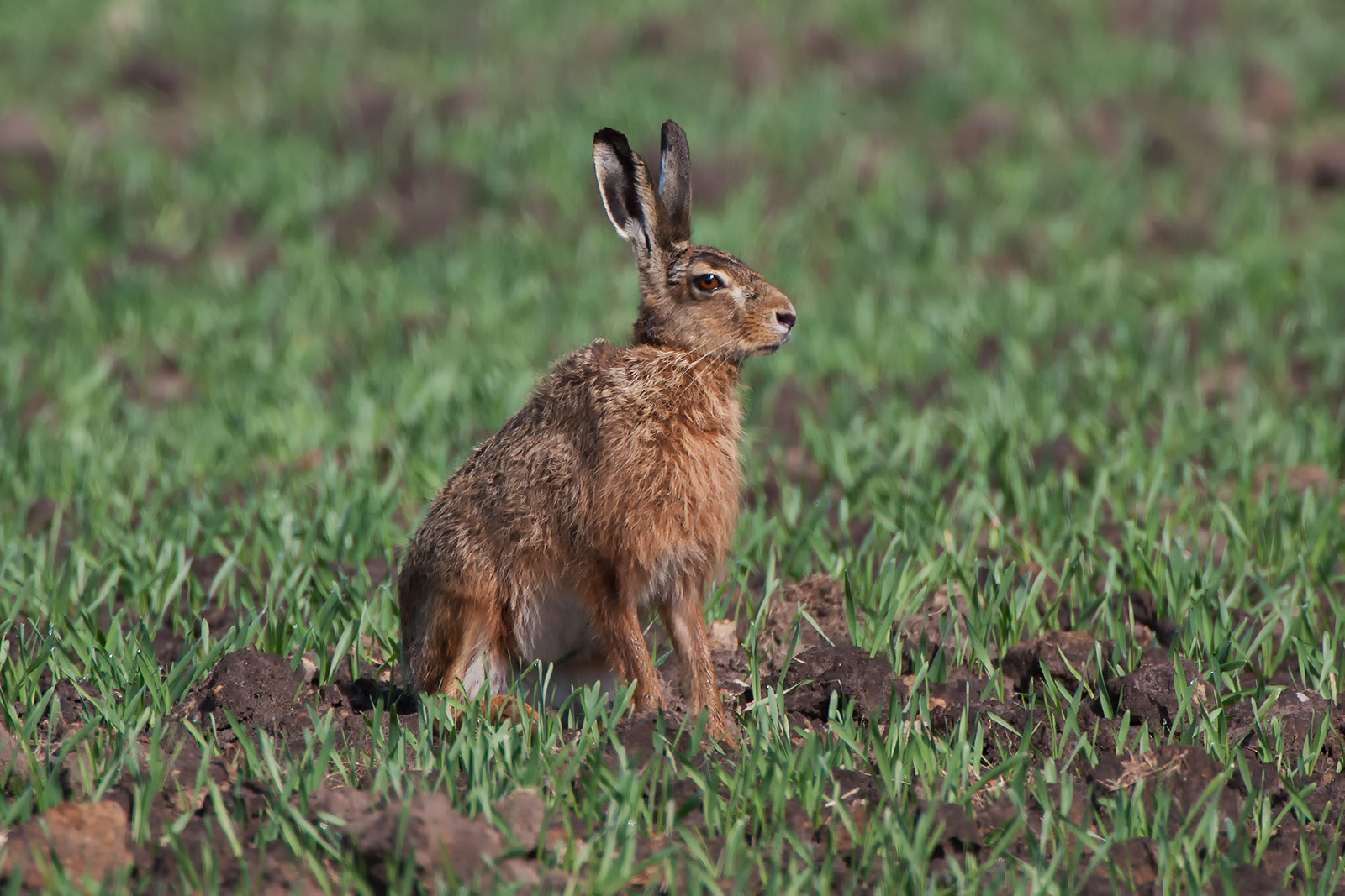 foto van een haas die zit in het gras