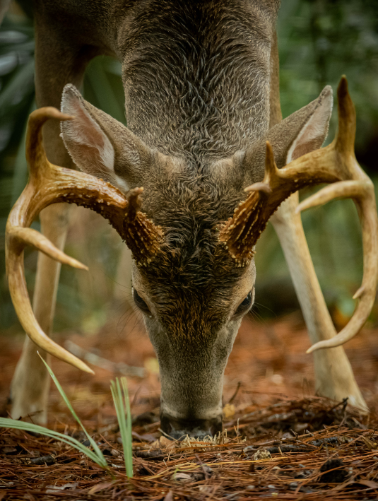 foto van artikel op homepage Fotografie.nl