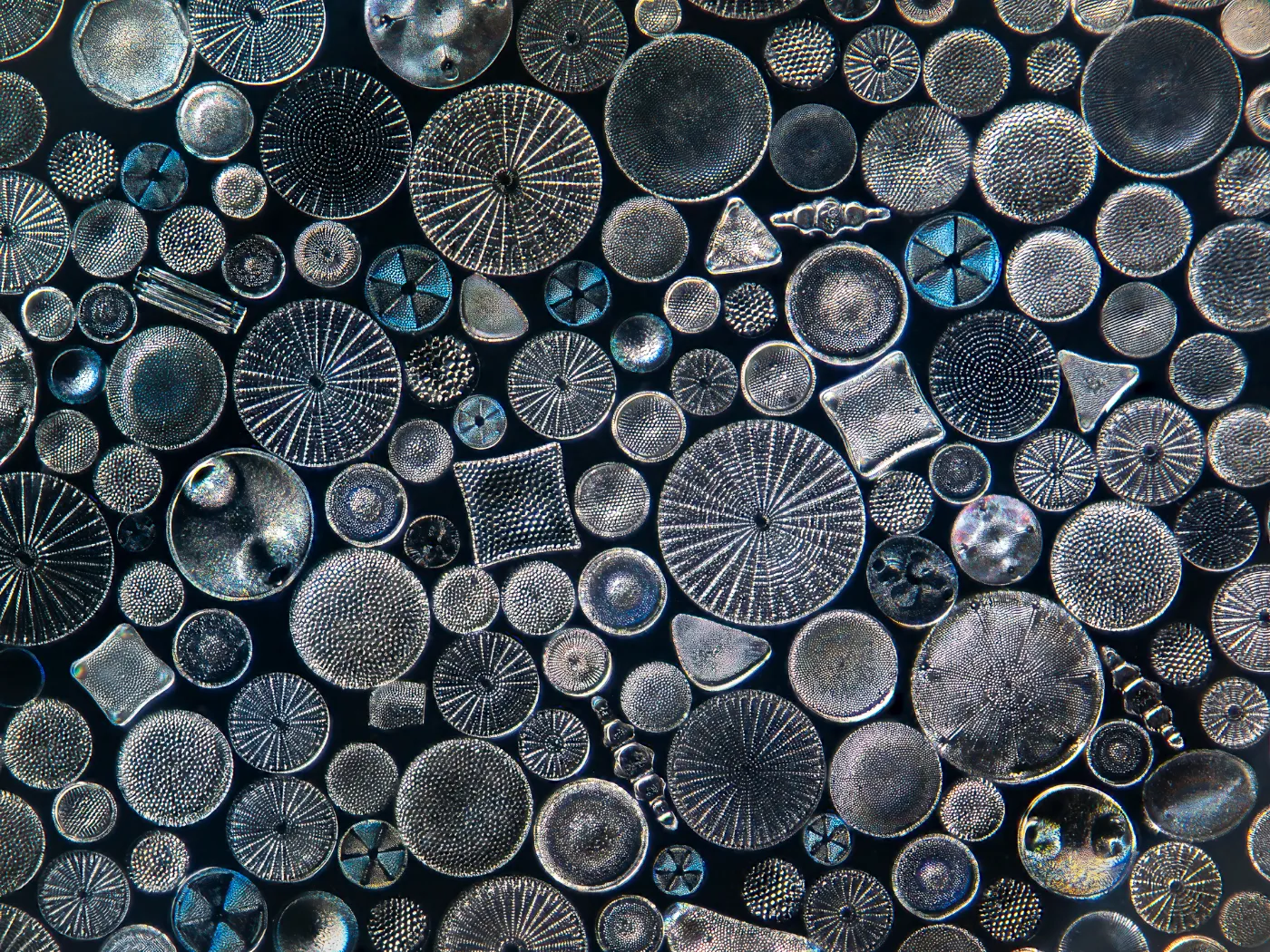 Microscopische opname van diatomeeën uit de Noord-Atlantische Oceaan, zichtbaar als tientallen ronde en geometrische silica-structuren met fijne patronen en metaalachtige glans tegen een donkere achtergrond.