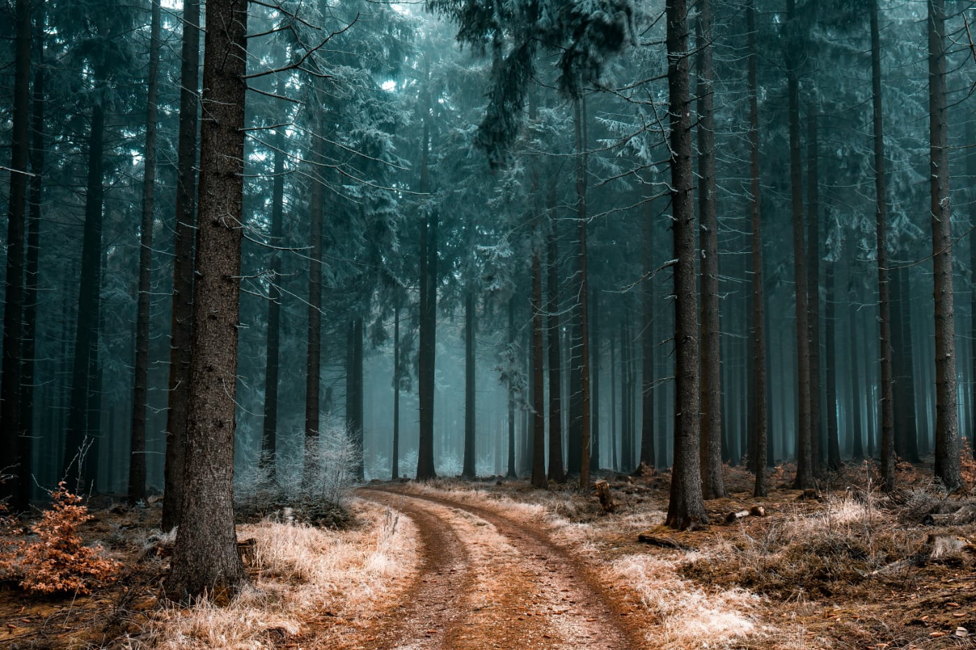 Sfeervol bospad tussen hoge dennenbomen in mistig winterbos met koel blauwgroen licht