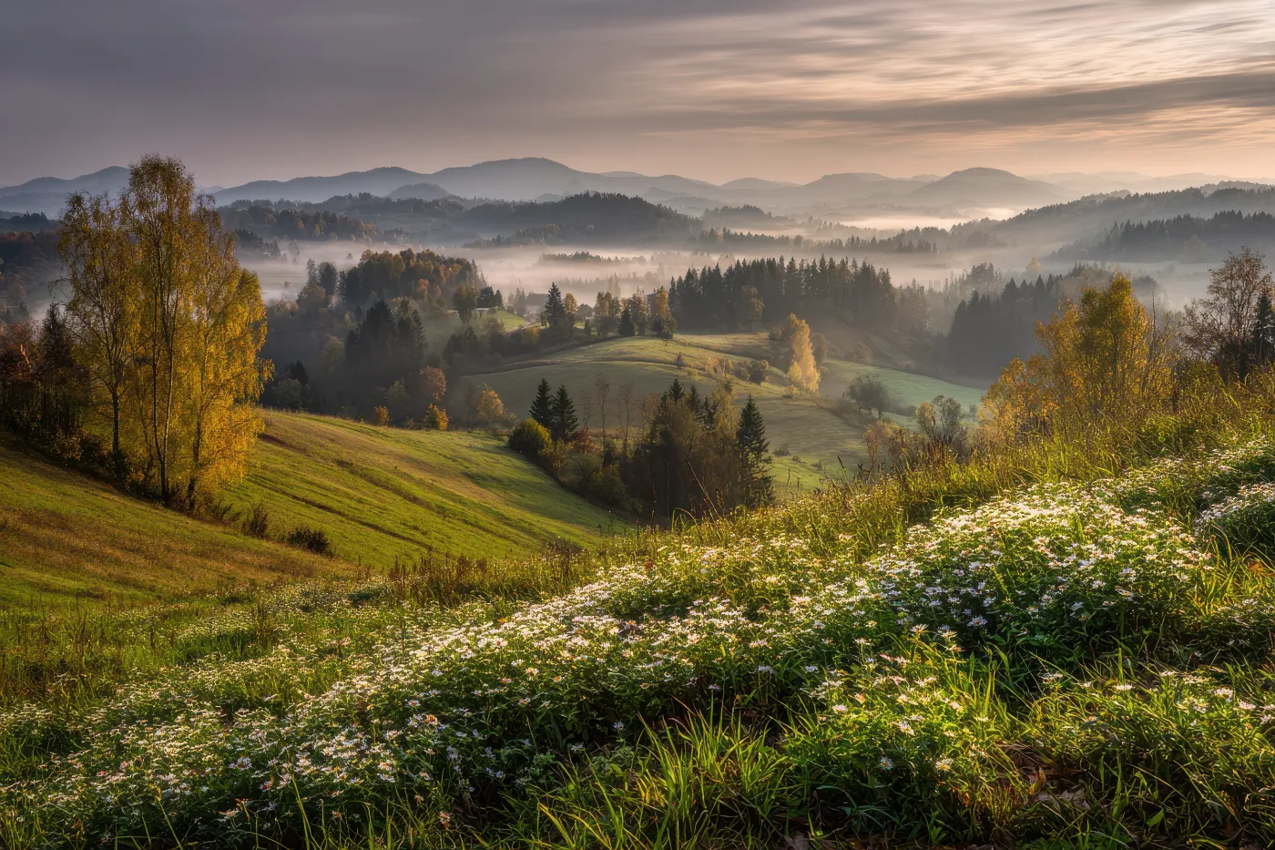 Heuvellandschap met ochtendmist, bloemen op de voorgrond en zacht licht over de velden.