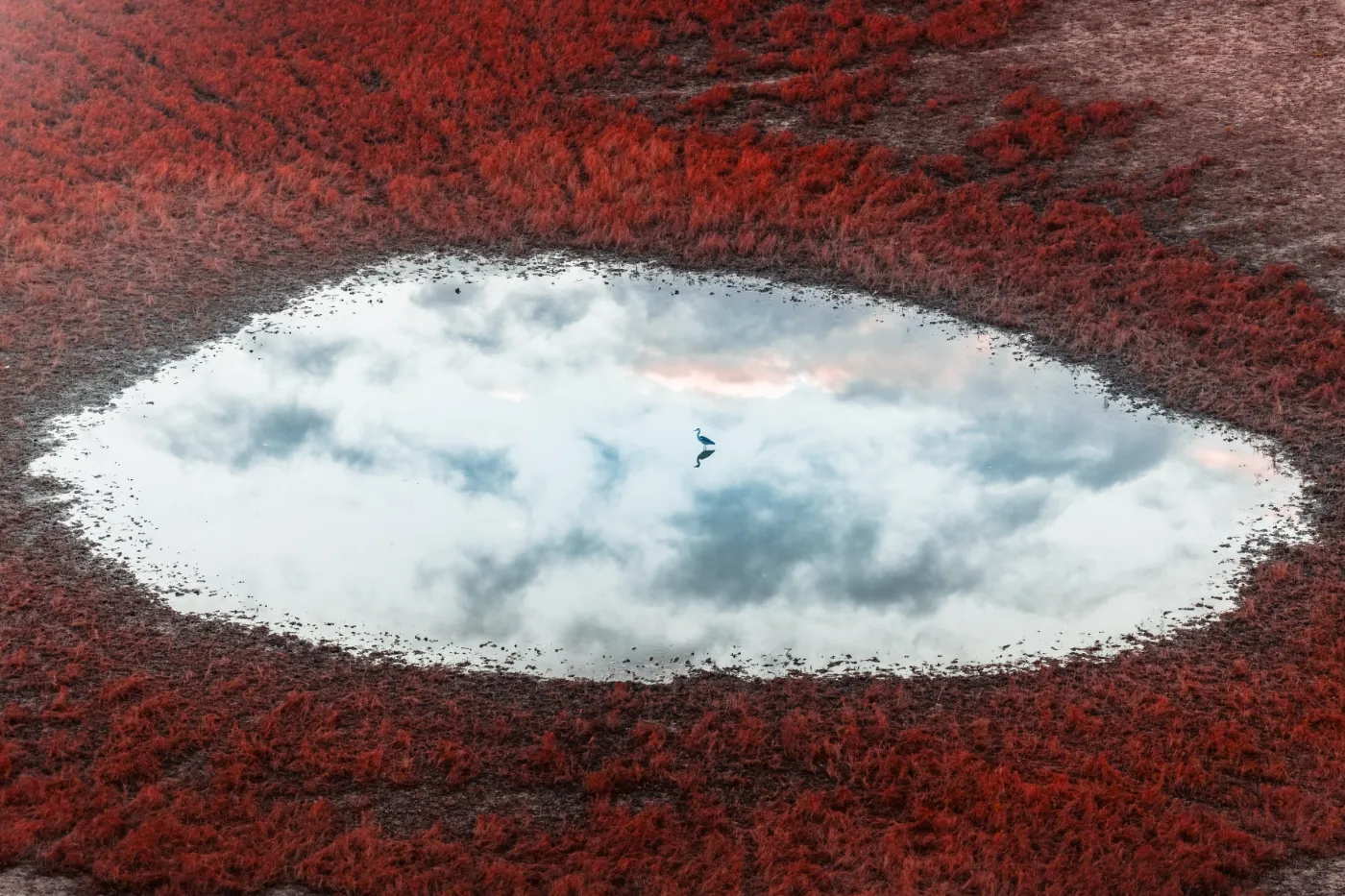Luchtfoto van een vogel boven een spiegelende waterplas in een rood landschap.