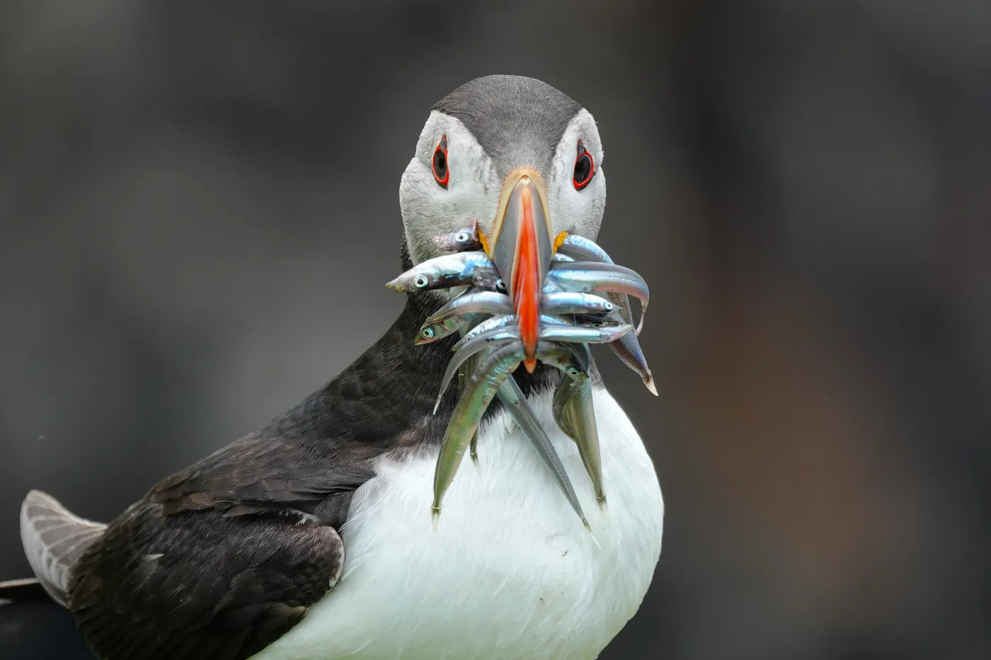 Papegaaiduiker met meerdere visjes in zijn snavel, recht van voren gefotografeerd.