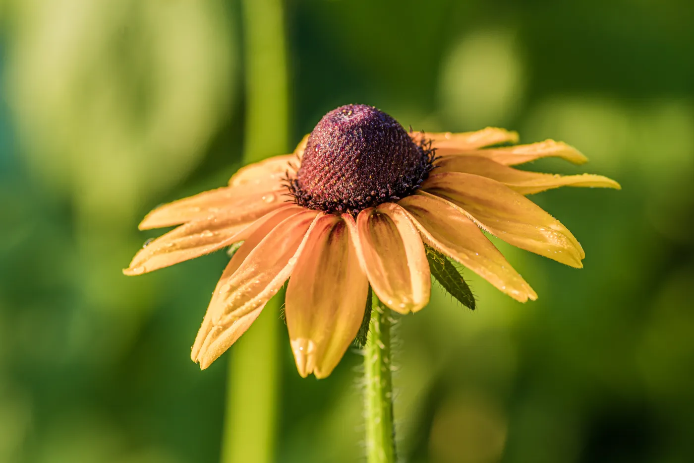 Close-up van een gele bloem met onscherpe groene achtergrond