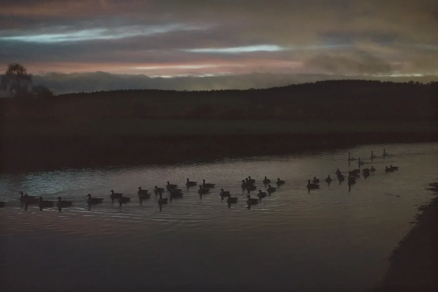 Donkere landschapsfoto met ganzen op een meer bij avondlicht, gebruikt voor Summer in the City ’26 bij Galerie Wouter van Leeuwen.