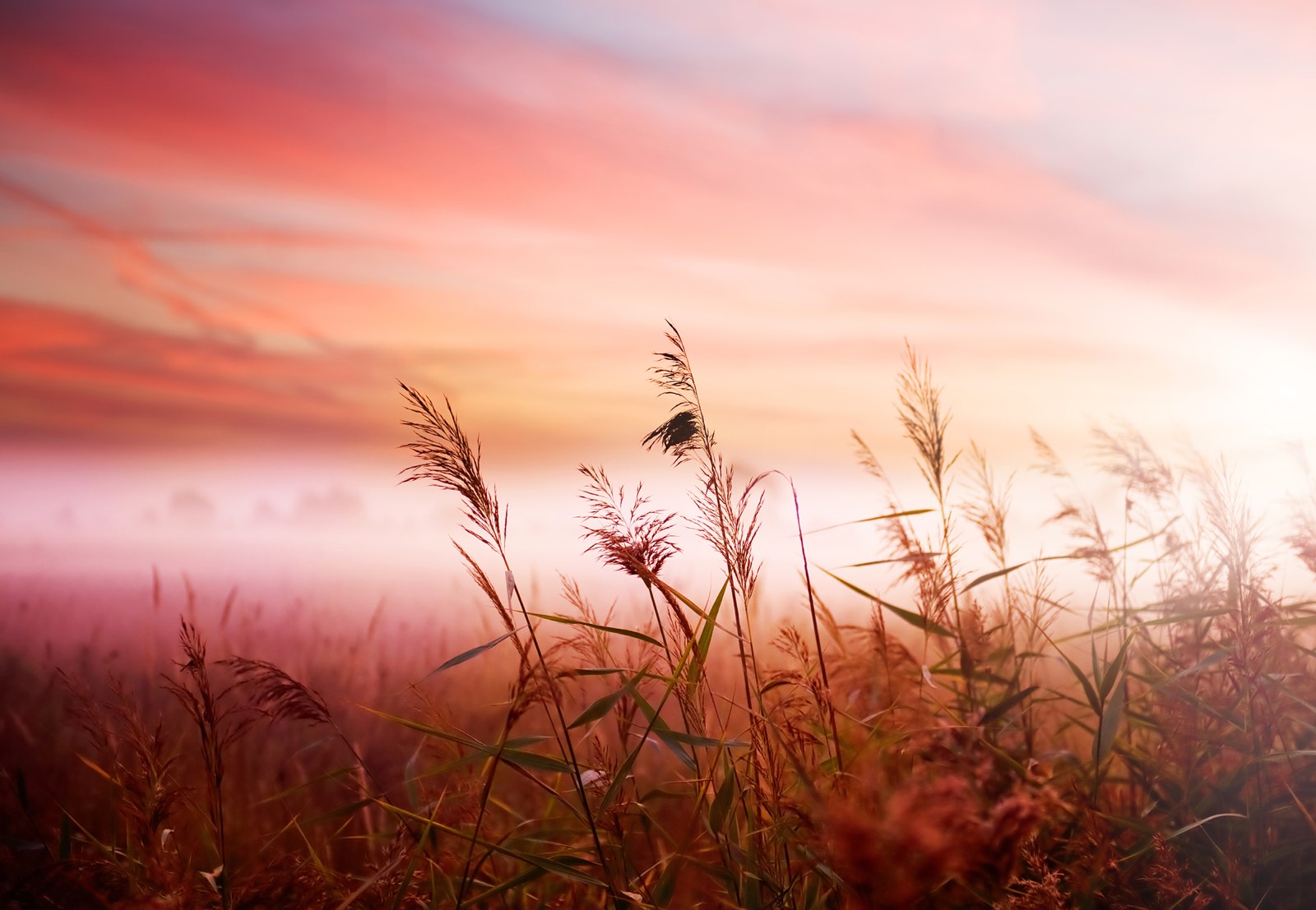 Vroege ochtend landschap met gras en wolken rood