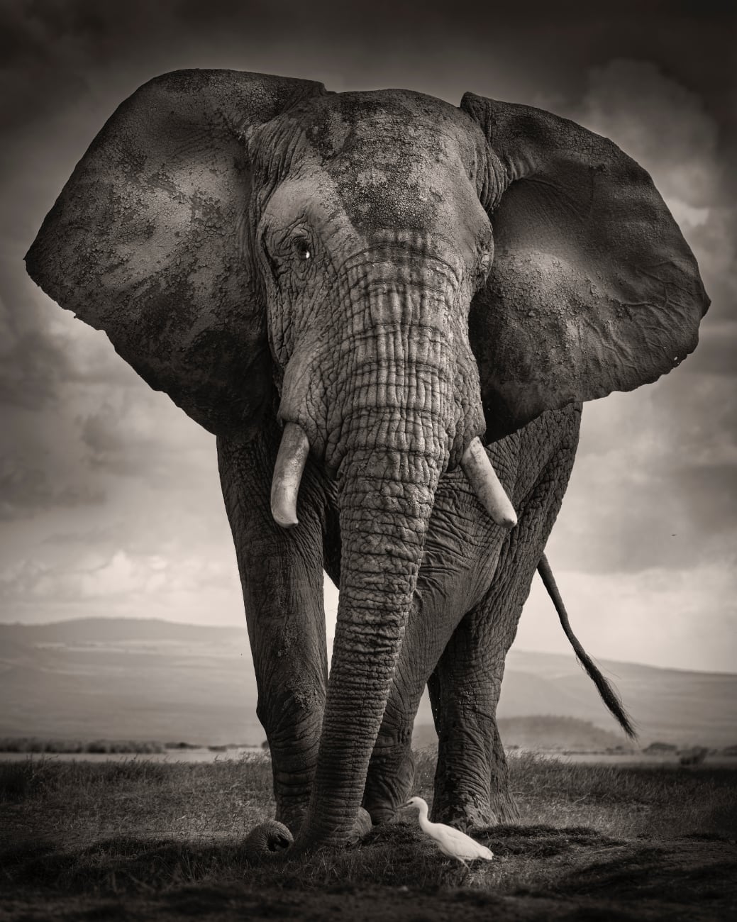foto: © Joachim Schmeisser - The Bull and the Bird III