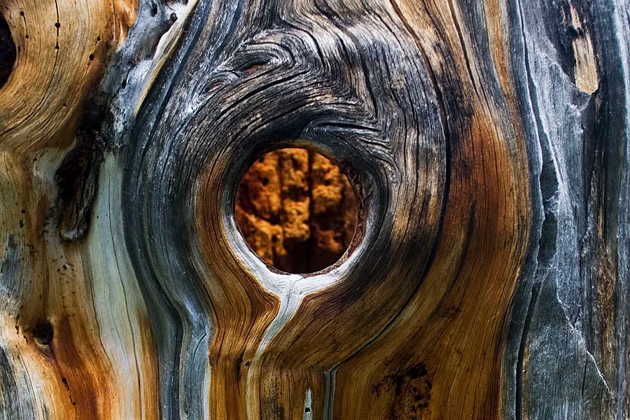 foto van boom met gat erin waar je doorheen kunt kijken