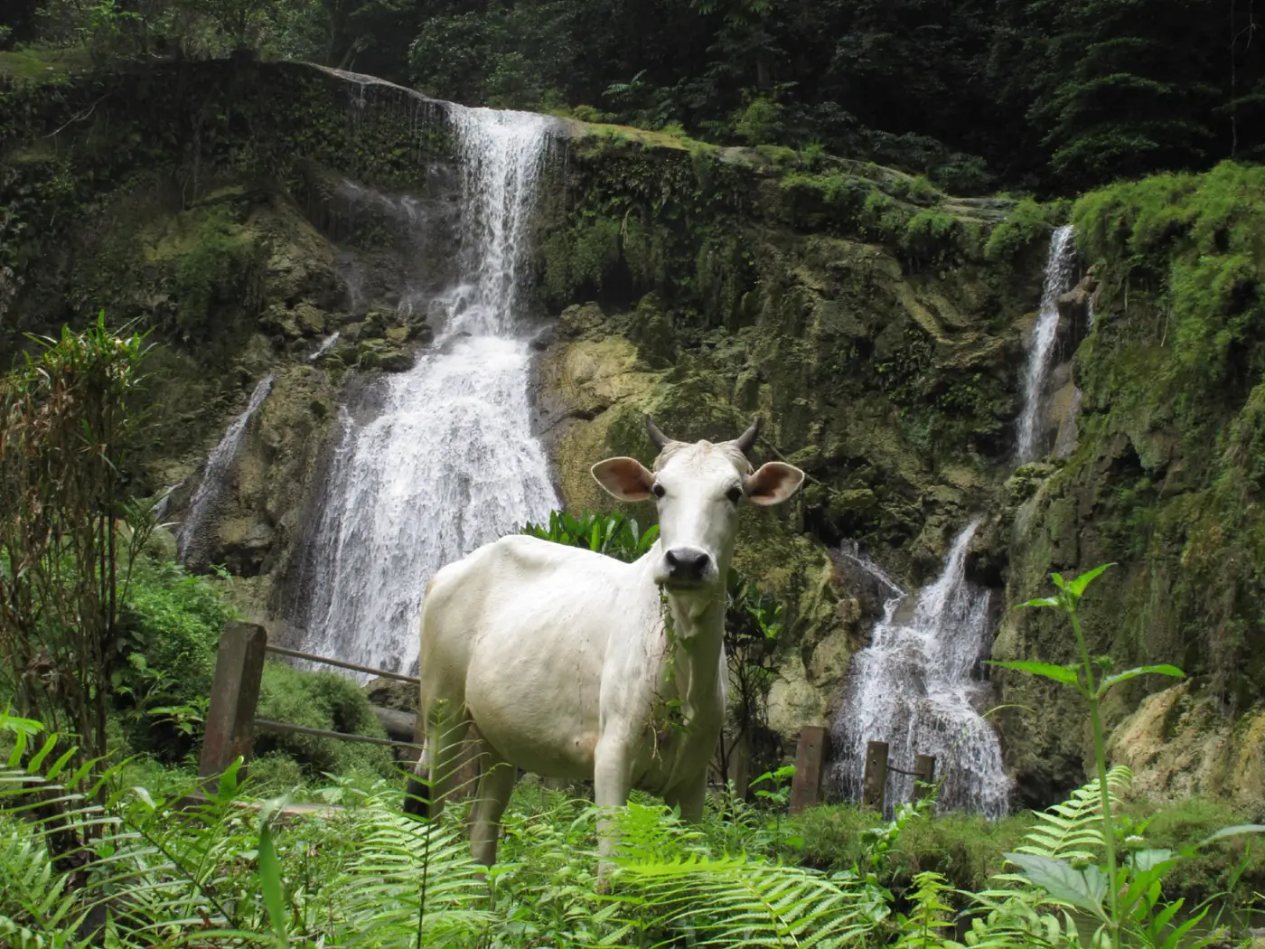 Witte koe voor een waterval in de jungle op Little Andaman