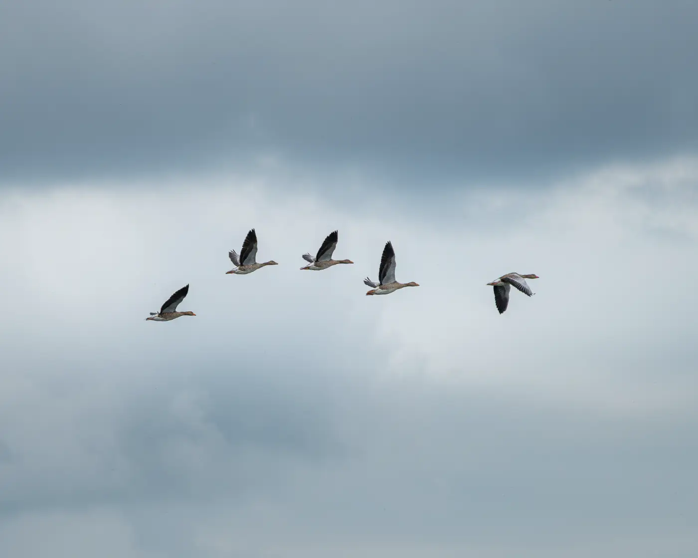 Vijf ganzen in vlucht tegen een bewolkte lucht