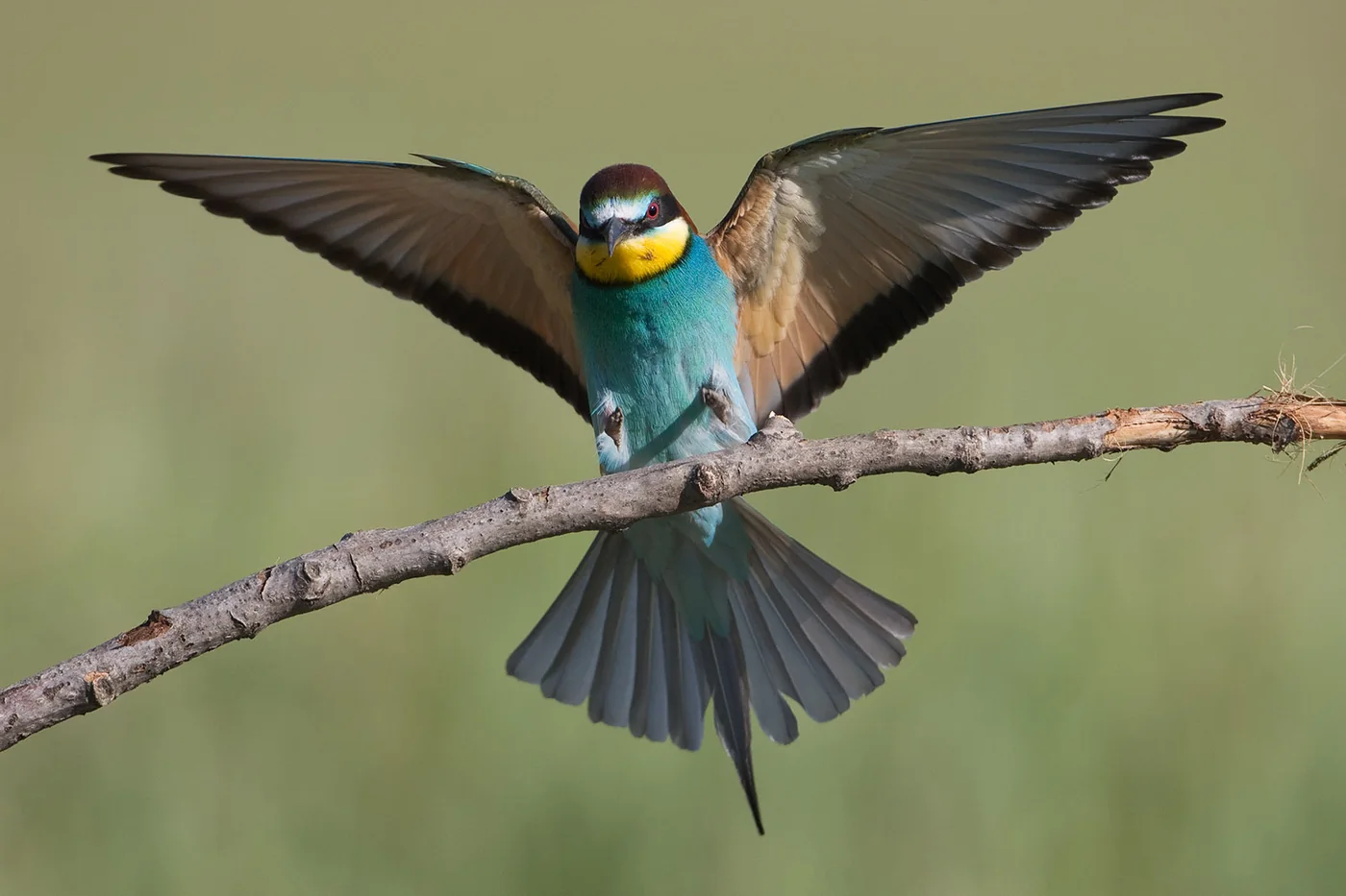 Vogelfotografie techniek: camera’s, lenzen en autofocus | Fotografie.nl