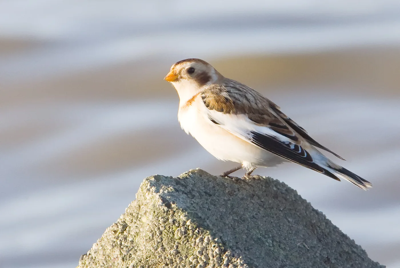 Vogelfotografie in de praktijk: tips uit het veld | Fotografie.nl