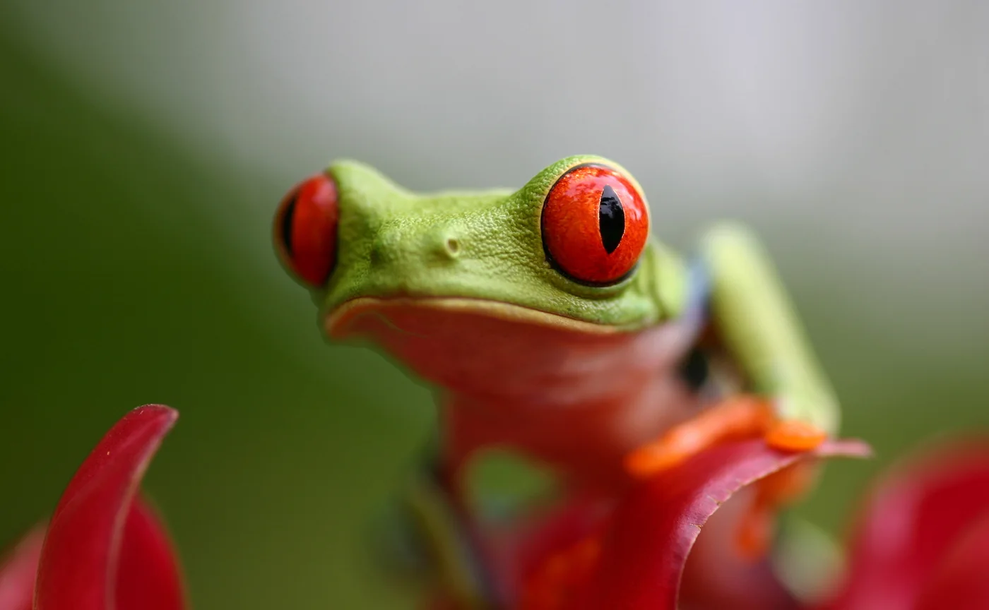 Macro-accessoires | Fotografie.nl