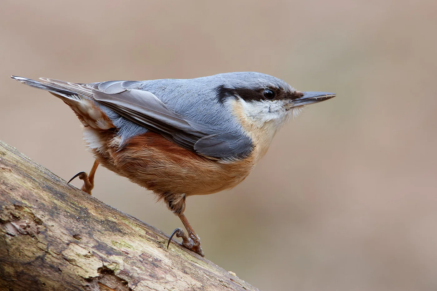 Vogels fotograferen in de tuin | Fotografie.nl