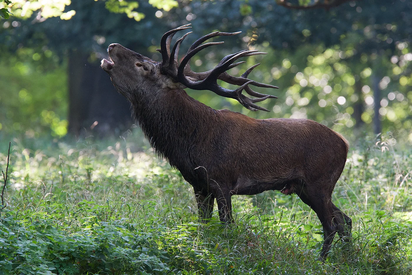 Grote zoogdieren fotograferen: tips voor natuurfotografie | Fotografie.nl