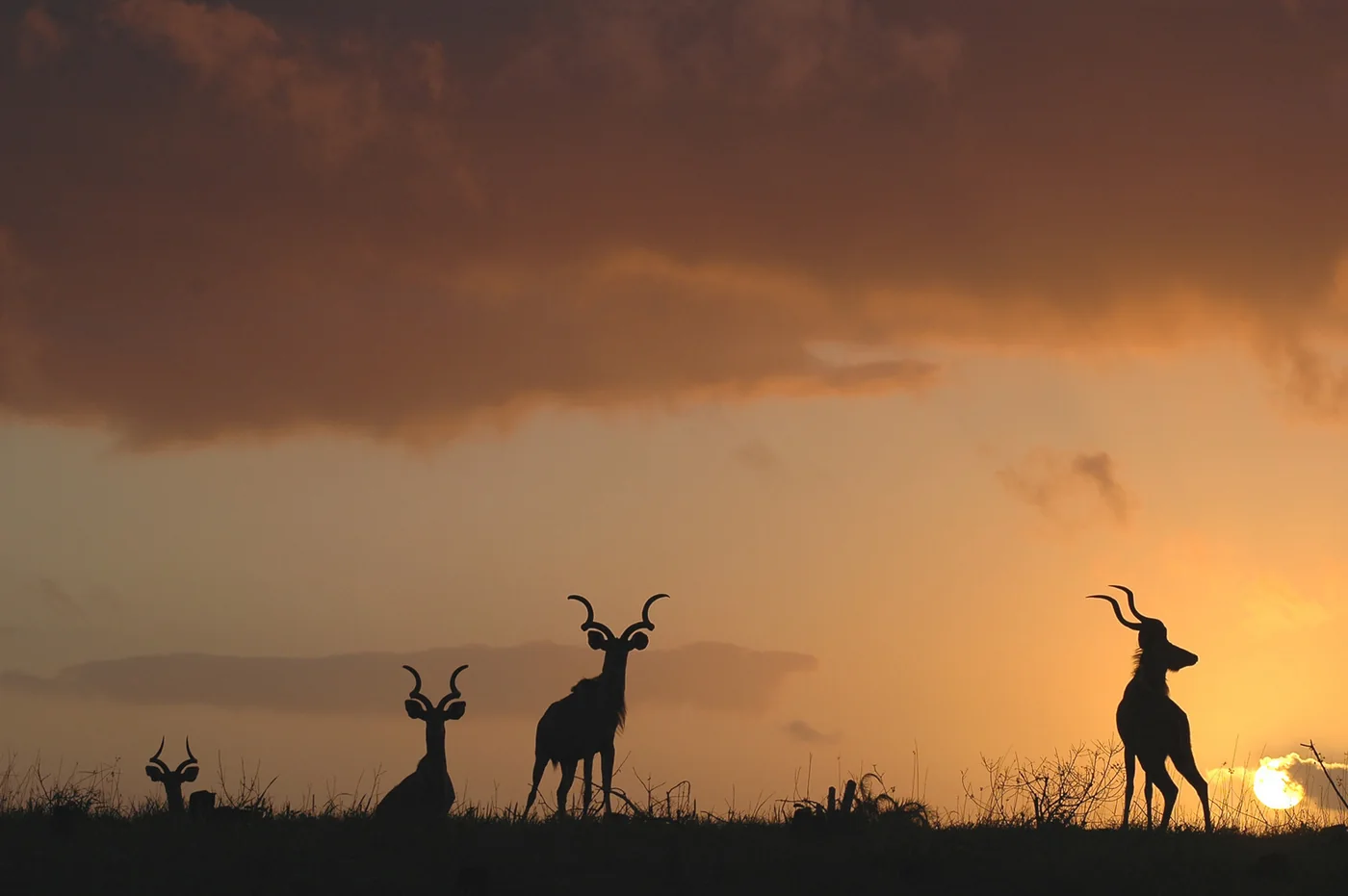 Zuid-Afrika - deel 3 - De natuur | Fotografie.nl