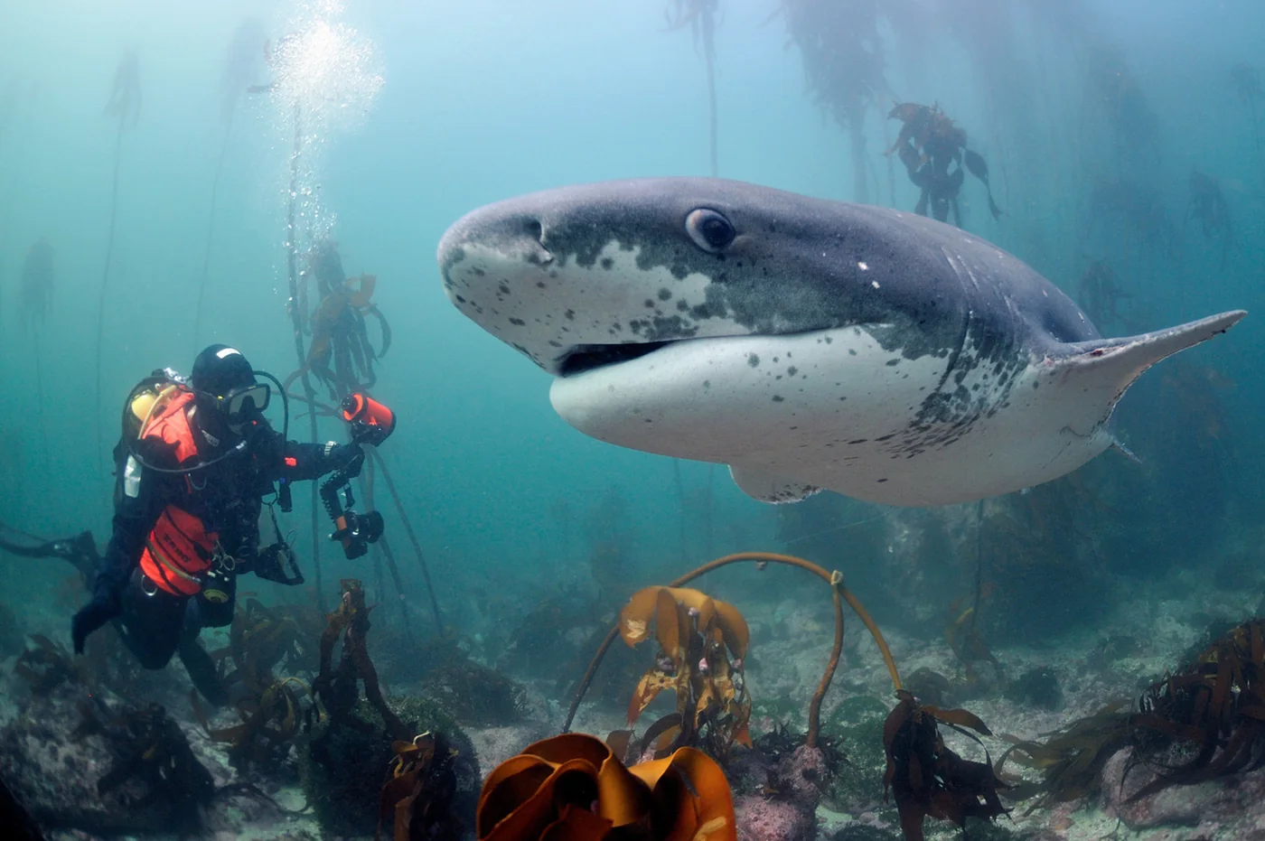 Zuid-Afrika - deel 4 - De oceaansafari | Fotografie.nl