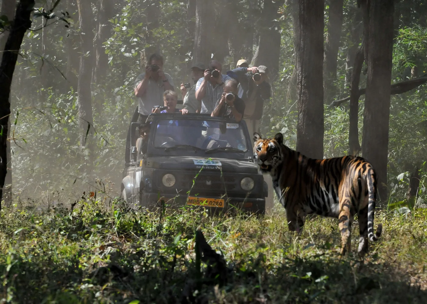 Tijgers fotograferen in India | Fotografie.nl