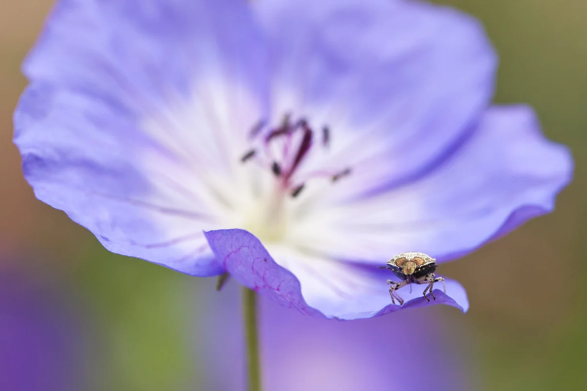 Bloemen fotograferen: 10 tips voor creatieve bloemenfotografie | Fotografie.nl