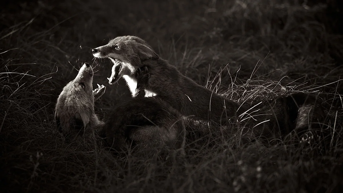 Nationale winnaar World Photography Awards 2016 | Fotografie.nl