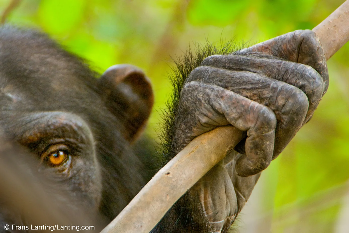 Into Africa - Frans Lanting | Fotografie.nl