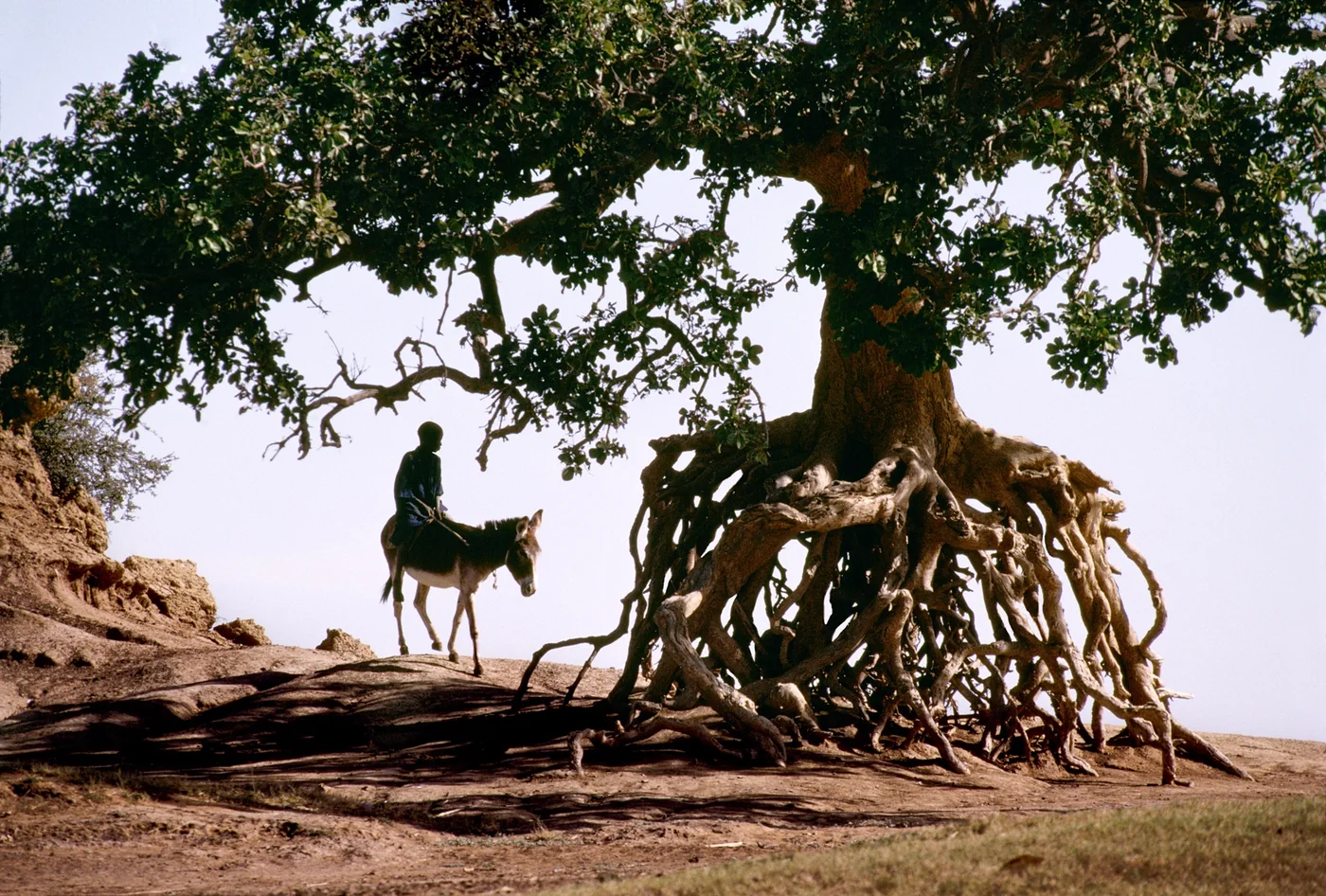 Steve McCurry - A Life in Pictures | Fotografie.nl