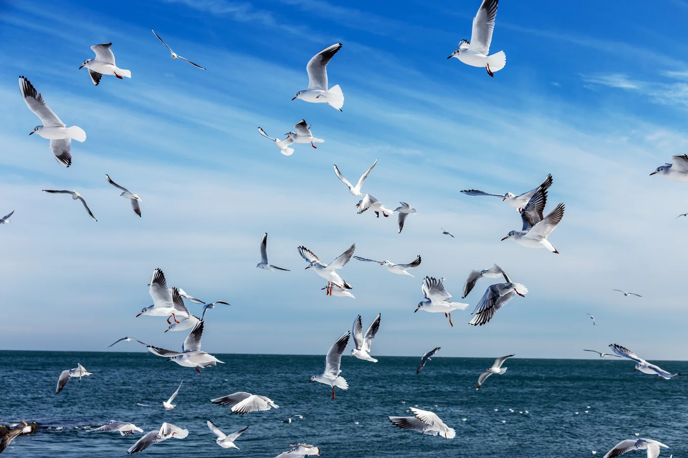 Hoe fotografeer je zwermen vogels? | Fotografie.nl