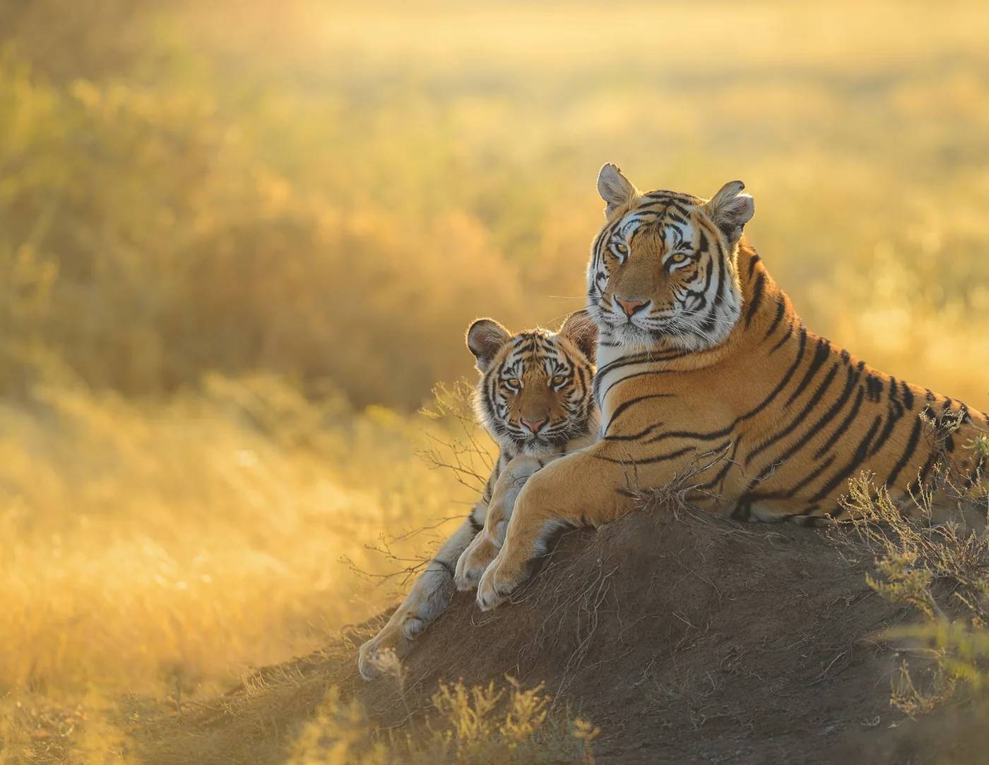 Mother - Marsel van Oosten | Fotografie.nl