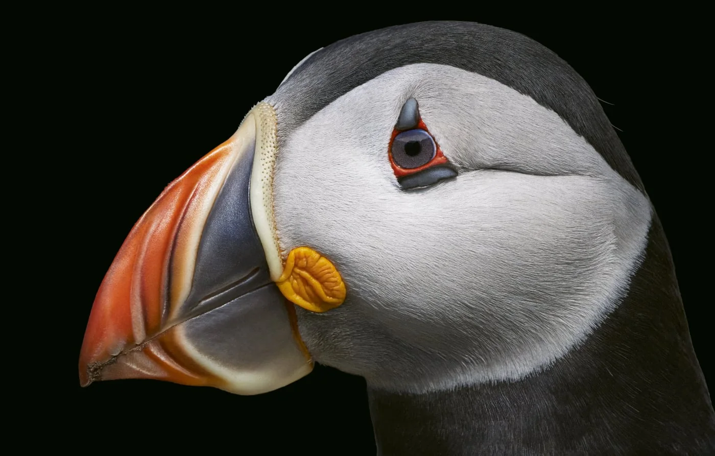 Vogels - Tim Flach | Fotografie.nl