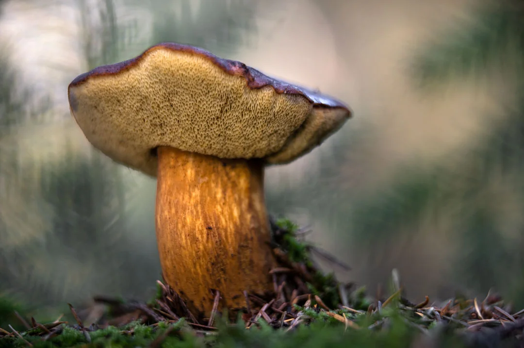 Paddenstoelen - Jan Vermeer | Fotografie.nl