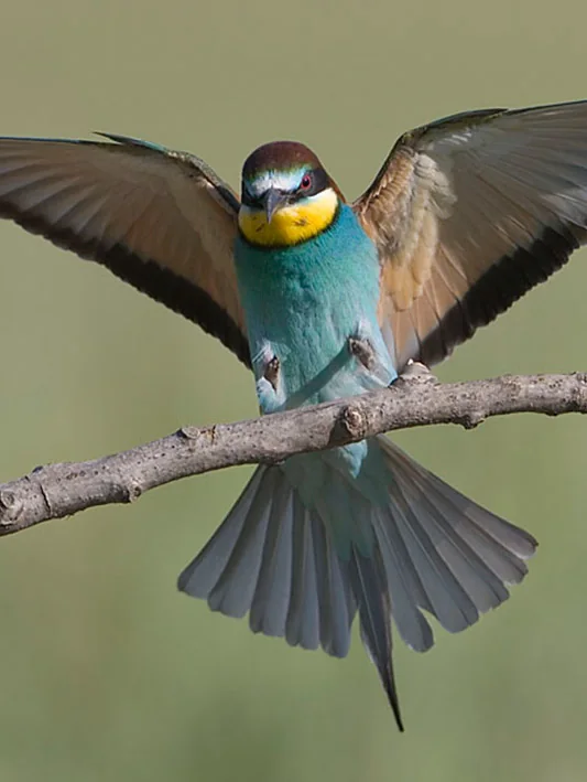 foto van artikel op homepage Fotografie.nl