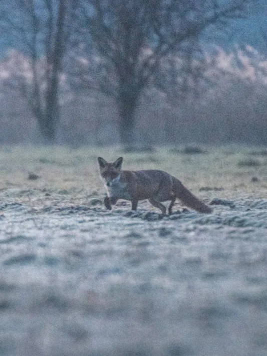 foto van artikel op Fotografie.nl