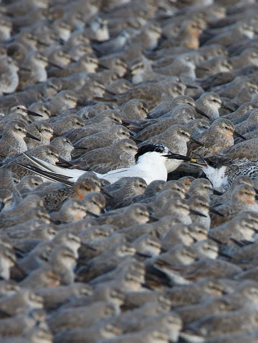 foto van artikel op homepage Fotografie.nl