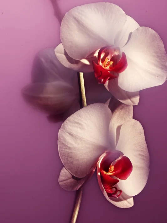thumbnail image article