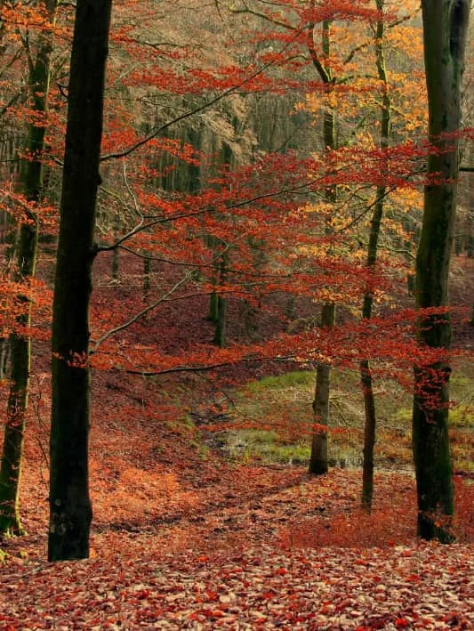 foto van artikel op homepage Fotografie.nl