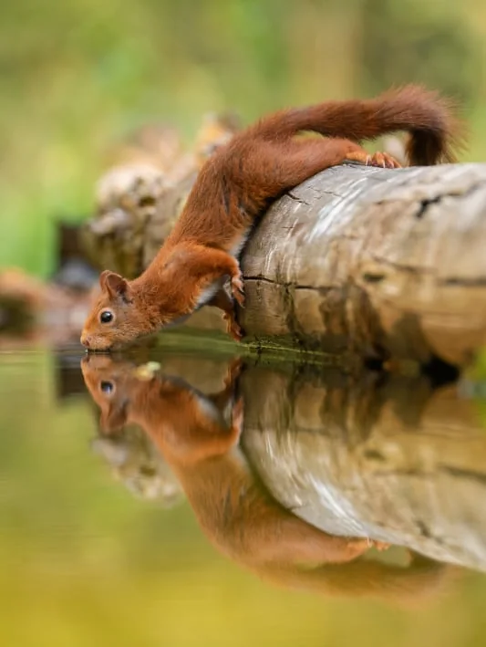 foto van artikel op Fotografie.nl