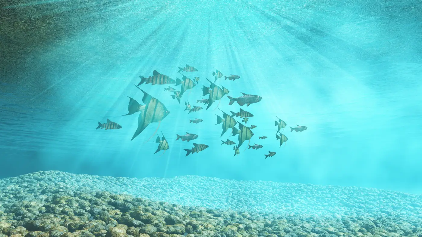 School of fish underwater