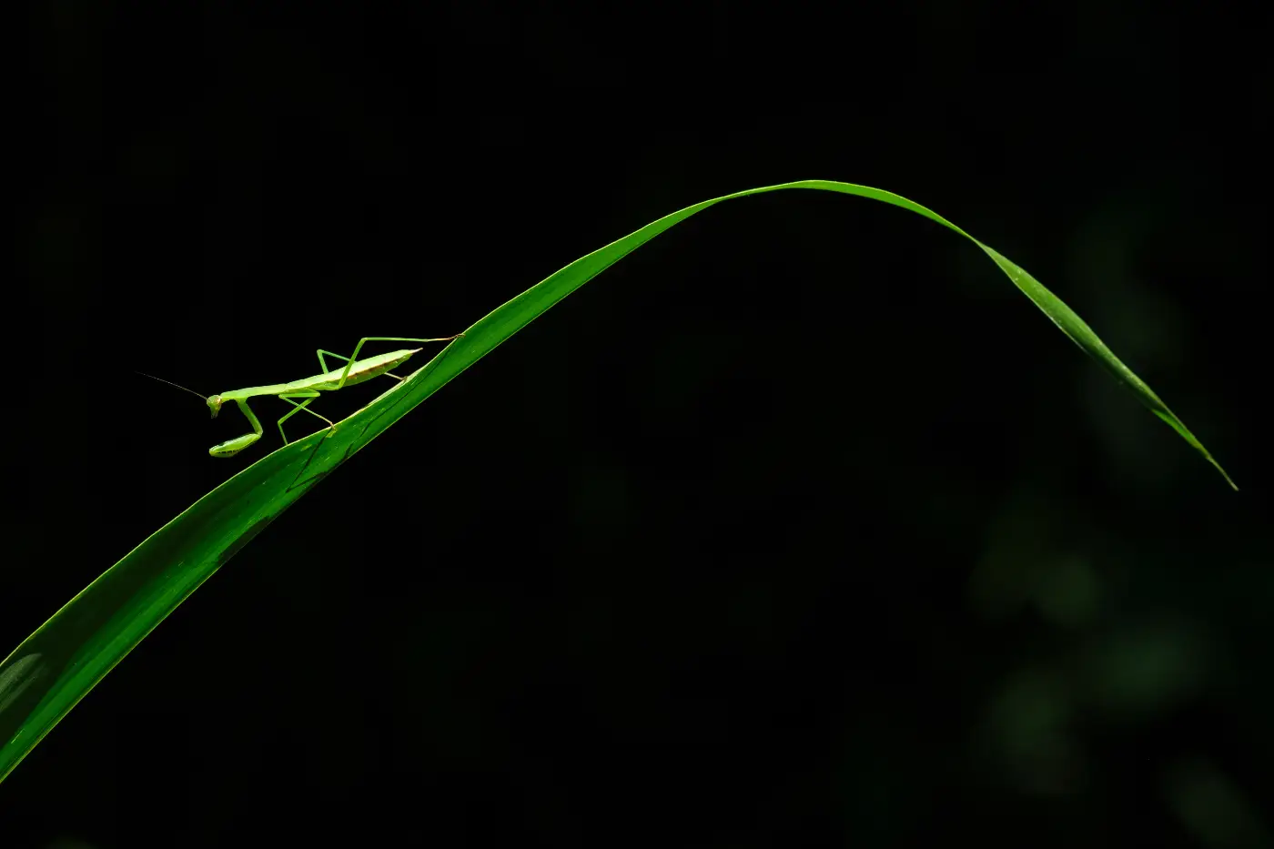 Wildlifefoto gemaakt met de Tamron 150-500mm telezoom voor Fujifilm X