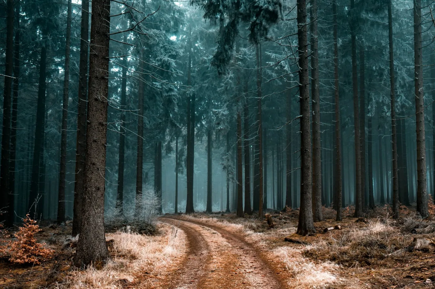 Sfeervol bospad tussen hoge dennenbomen in mistig winterbos met koel blauwgroen licht
